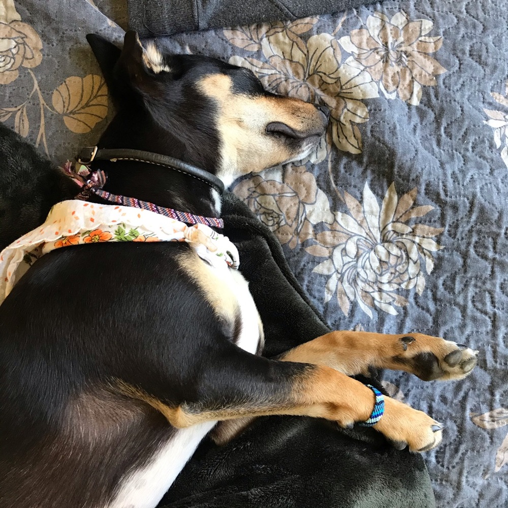 Friendship bracelets for you&your best friend/pet